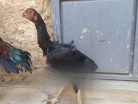 Chickens — 照片 3
