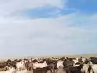 गाय, Latvian Blue cattle — फ़ोटो 4