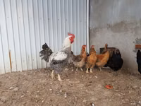 Brahma — Foto 5