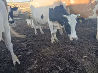 गाय, Russian Black pied cattle — फ़ोटो 3