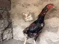 Chickens — Foto 3