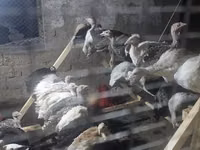 Turkeys — foto 1