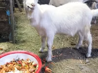 تيس, الماعز — الصورة 3