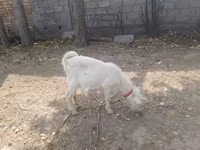 बकरी, Alpine goat — फ़ोटो 3