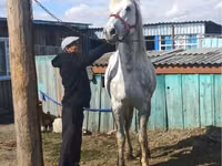 Hengst, Orlov Trotter — Foto 1