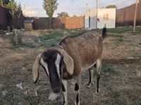 Ziege, Nubian Goat — Foto 1