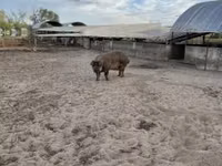 Boar — photo 2