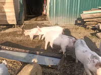 Schweine (Partie, Geschlecht nicht angegeben) — Foto 2