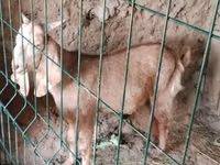 تيس, Nubian Goat — الصورة 4