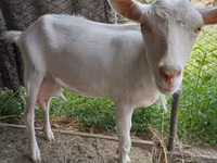 母山羊, Saanen goat — 照片 2