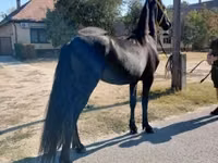 Hengst, Friesian — Foto 5
