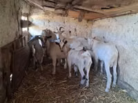 母山羊, Goats — 照片 3