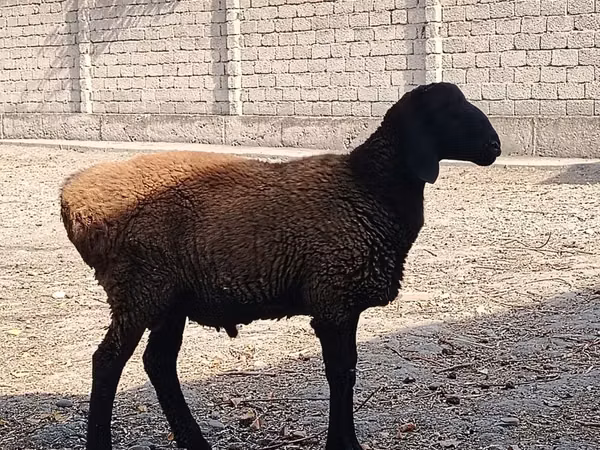 كبش, الأغنام