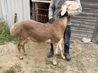 Қошқар, Arashan sheep — 2-сурет
