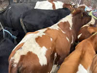 Bulle, Simmental cattle — Foto 1