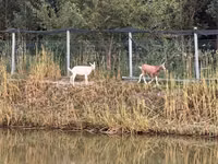 Goat, Saanen goat — photo 4