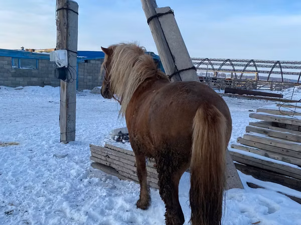 Hengst, Yakutian horse