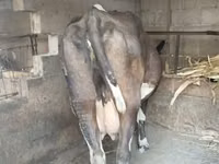गाय, गोलस्टीन नस्ल — फ़ोटो 2
