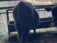 Bulle, Aberdeen-Angus — Foto 2