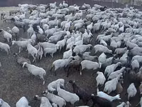 Қой, Hampshire sheep — 1-сурет
