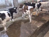 Bull, Cattle — photo 4