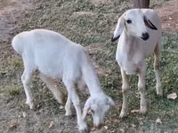 मेढ़ा, भेड़ — फ़ोटो 7