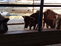 公牛, Cattle — 照片 2