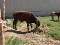公牛, Cattle — 照片 1