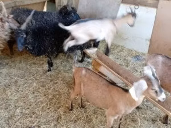 Cabra, Cabras