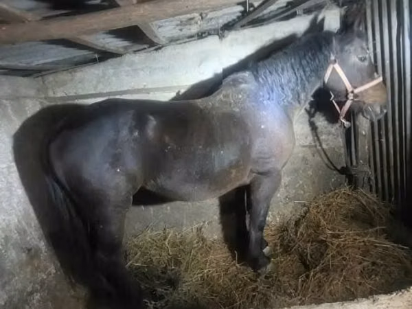 Mare, Horses