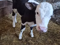 गाय, Russian Black pied cattle — फ़ोटो 1