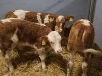ІҚМ (топ, жынысы көрсетілмеген), Simmental cattle — 4-сурет