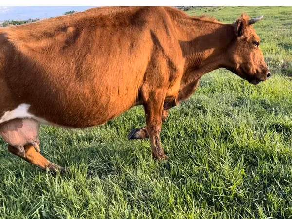गाय, मवेशी — कज़ाखस्तान