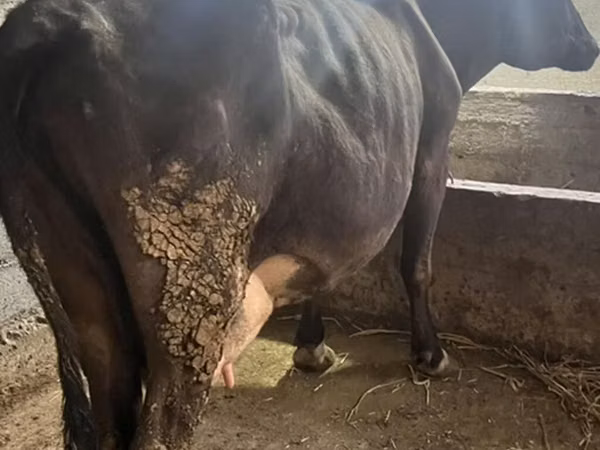 Kuh, Russian Black pied cattle