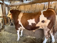 ثور, Simmental cattle — الصورة 1