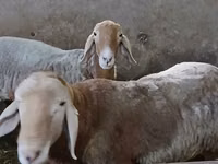 Carnero, Arashan sheep — foto 6