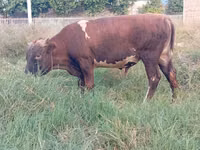 公牛, Cattle — 照片 2