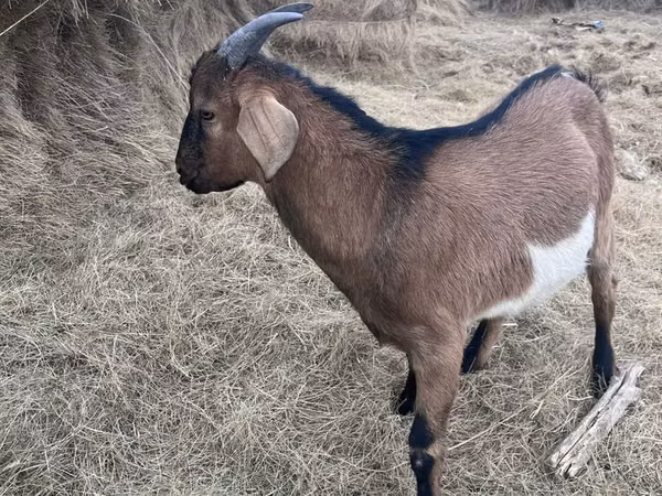 تيس, Alpine goat