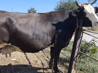 Kuh, Russian Black pied cattle — Foto 5