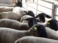 Oveja, White Suffolk sheep — foto 1