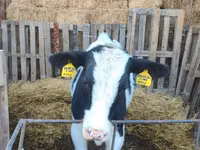 Bulle, Holstein-Rasse — Foto 4