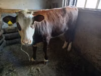 Vaca, Simmental cattle — foto 1