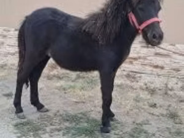 Hengst, Shetland Pony