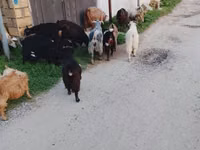 बकरियाँ (लॉट, लिंग निर्दिष्ट नहीं), बकरियाँ — फ़ोटो 2
