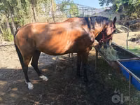 Бие, Kyrgyz Horse — 1-сурет