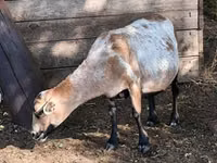 Schaf, Cameroon sheep — Foto 7