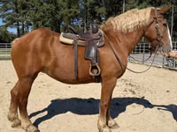 Caballo, Belgian Draught — foto 4