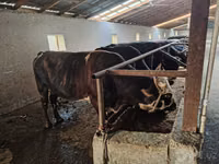 公牛, Cattle — 照片 2