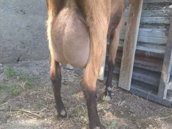 母山羊, Goats — 乌兹别克斯坦
