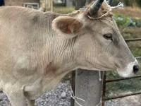 Sigir, Swiss cattle — 1-rasm